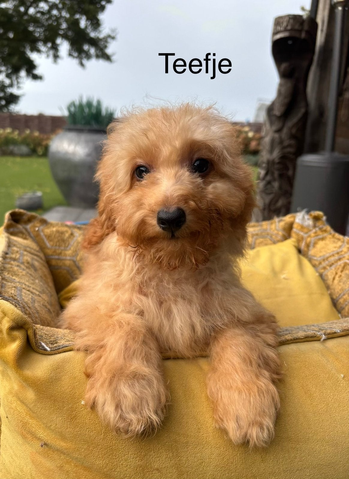 Labradoodle mini pups, Nederland, Overige rassen, 8 tot 15 weken, Meerdere