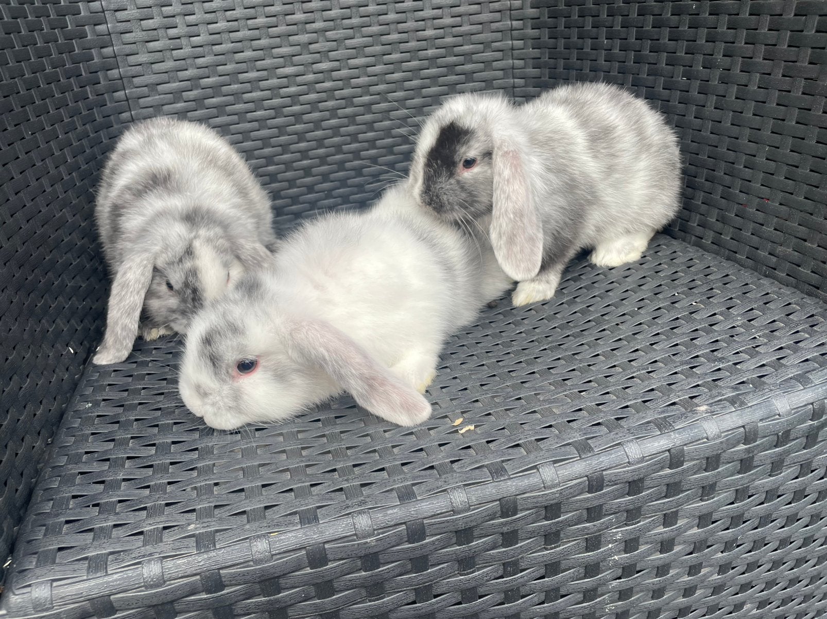 Jonge Dwerghangoor Konijntjes, Meerdere dieren, Dwerg, Hangoor