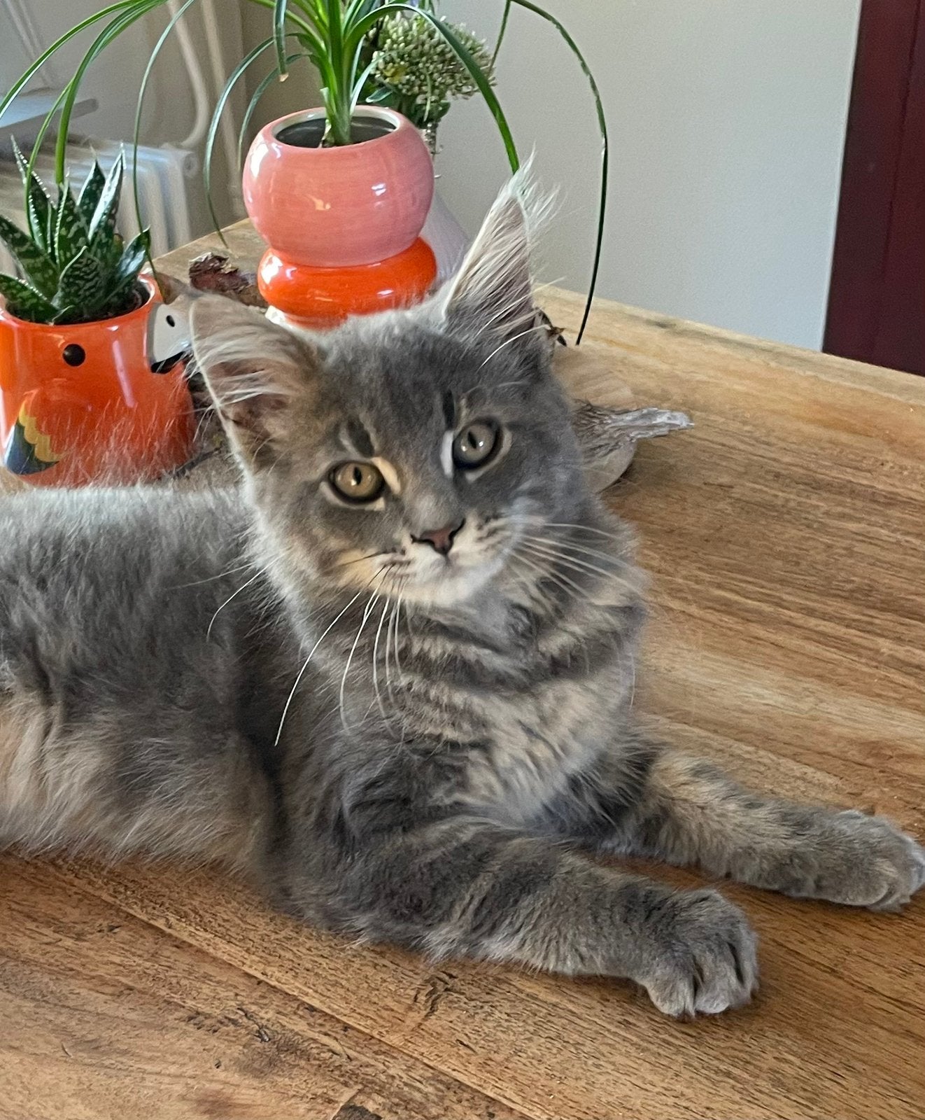 Maine Coon kittens, Poes, Gechipt, 0 tot 2 jaar