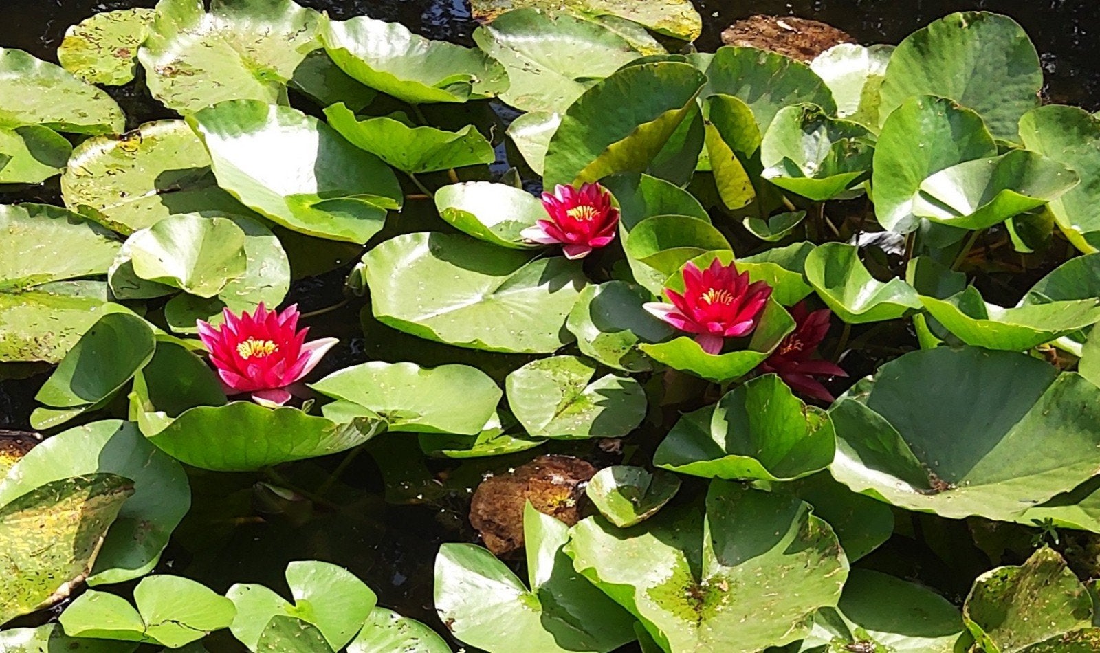 Grote waterlelies. Rose/rood. prijs is per stuk., Ophalen, Overige soorten