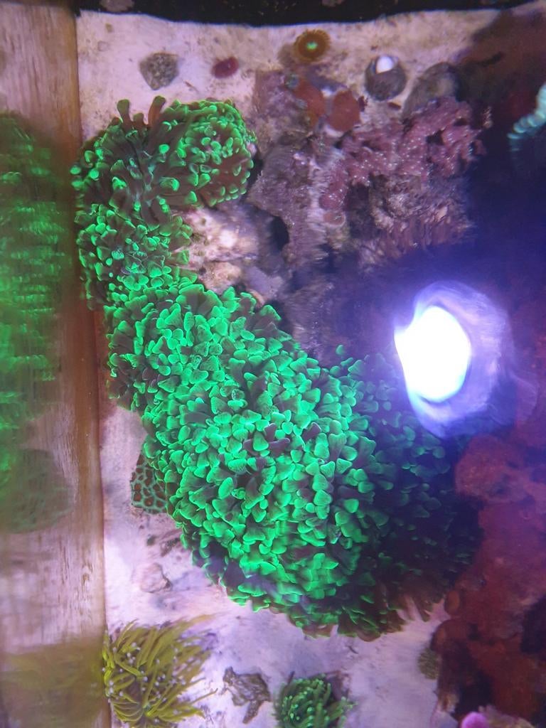 Euphyllia groene hamer 20 koppen voor €250, Overige typen, Zoutwatervis