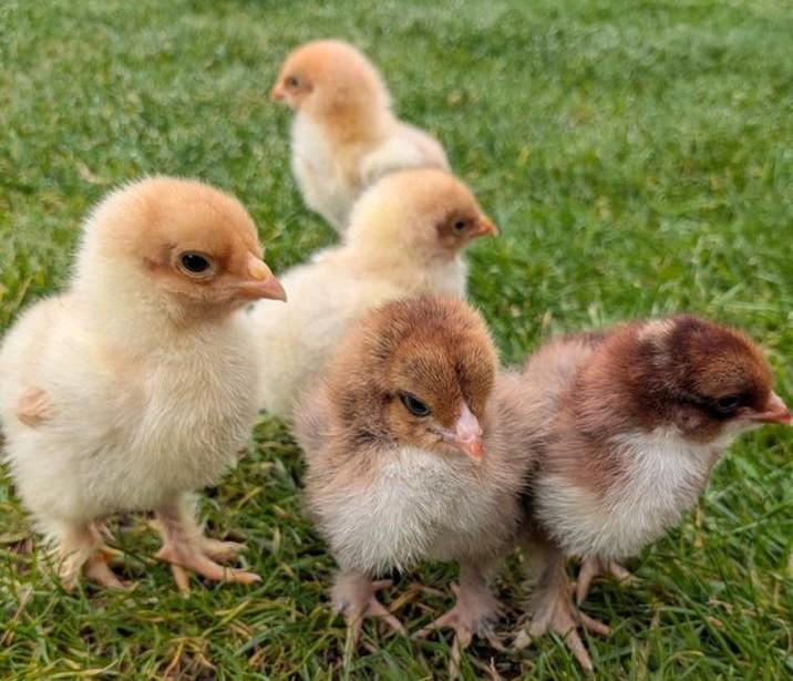 Kuikens brahma kippen, Dieren en Toebehoren, Pluimvee, Kip