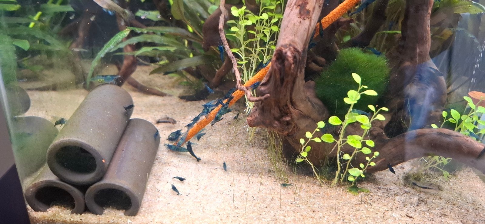 Blue dream neocaridina garnalen blauw, Dieren en Toebehoren, Kreeft, Krab of Garnaal, Zoetwatervis, Schoolvis