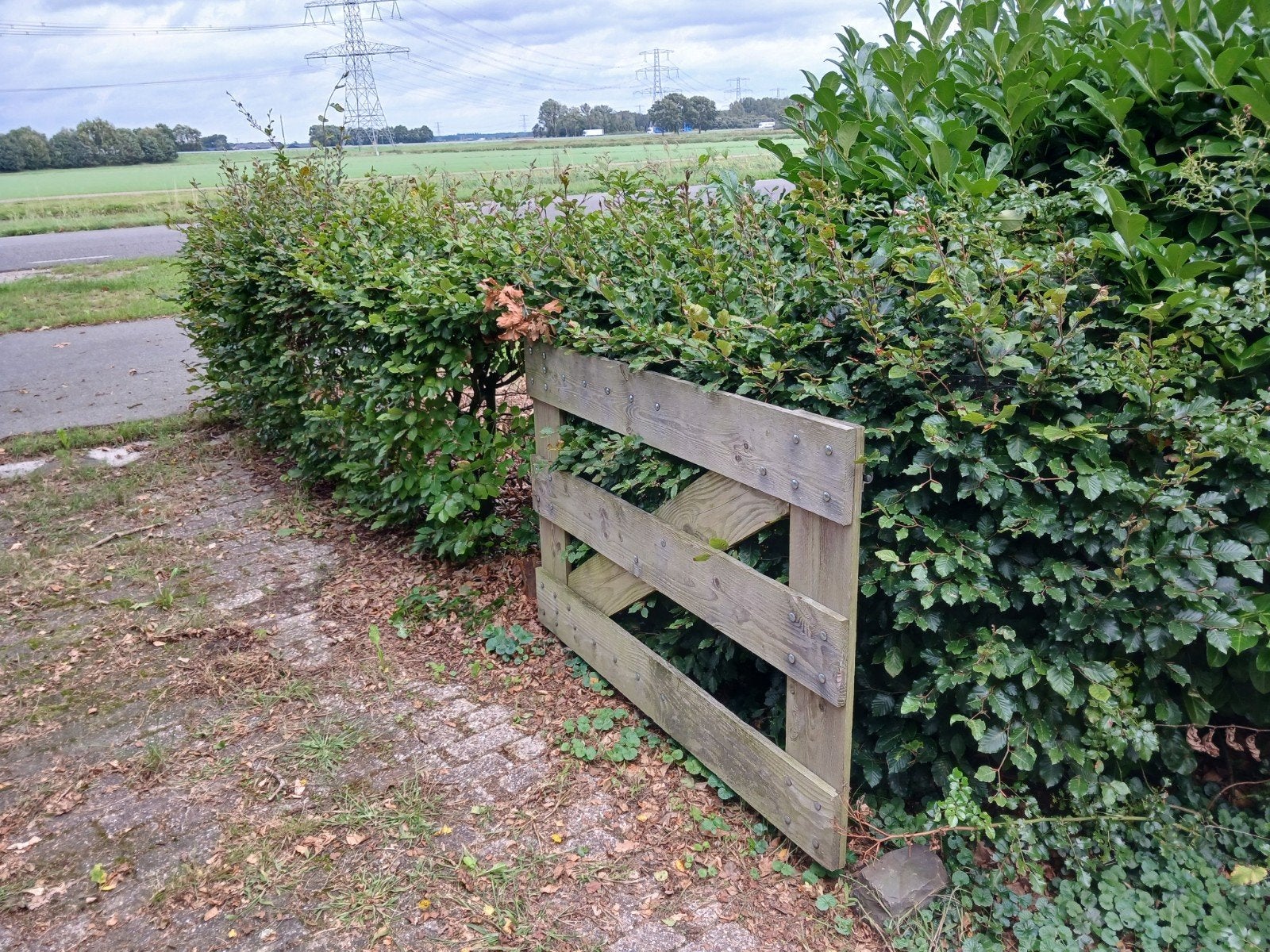 Gratis beukenhaag.  Zelf uitspitten, Tuin en Terras, Ophalen, Vaste plant