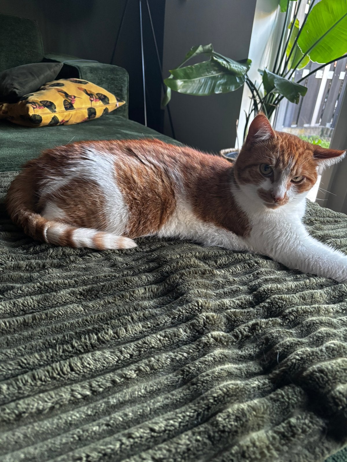 Lieve kater, Kater