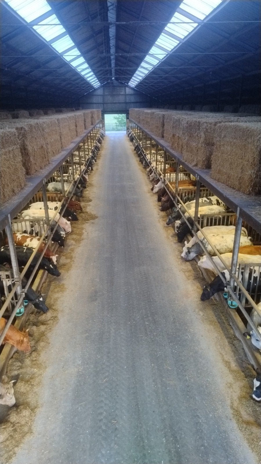 te koop gevraagd !! dikbilkalveren, Dieren en Toebehoren, Meerdere dieren
