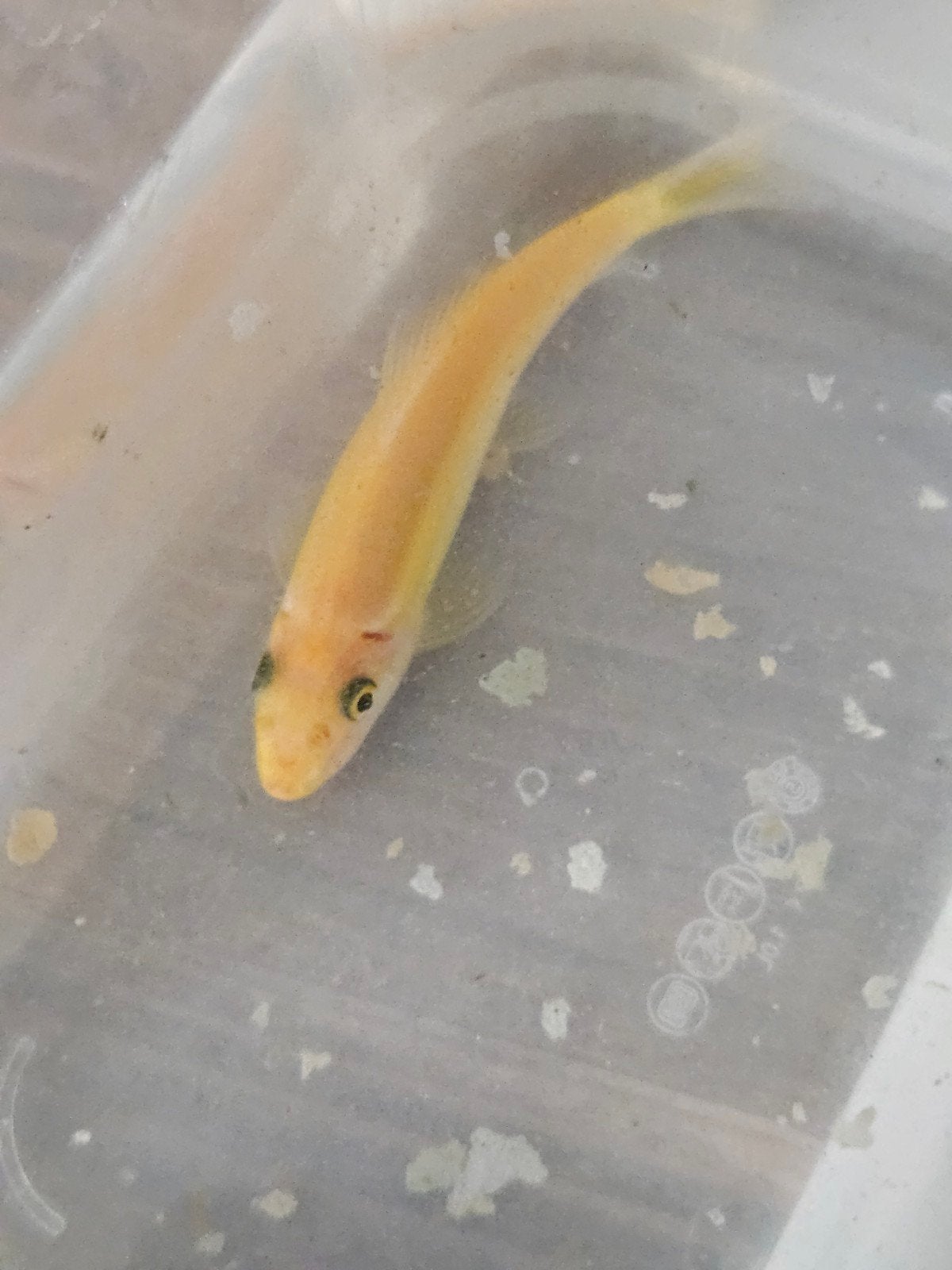 Gouden Chinese Algeneter, Goudvis(sen)