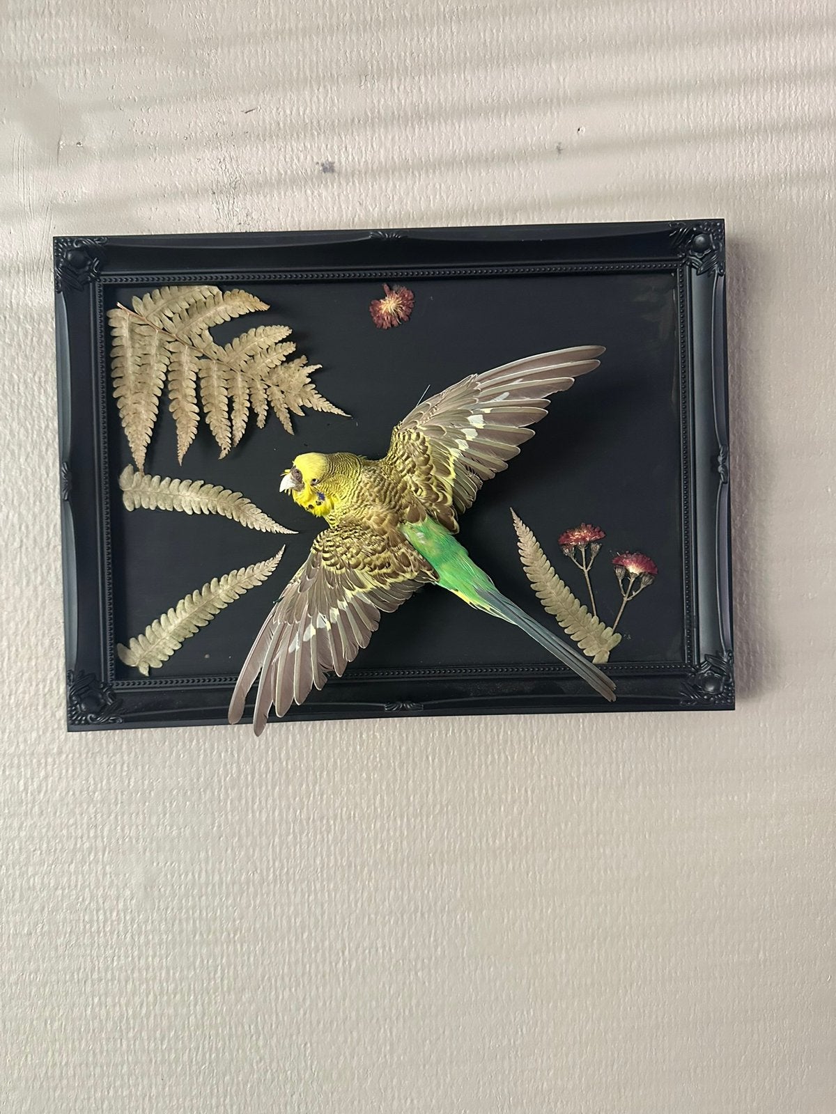 Prachtige opgezette parkiet in lijst taxidermie, Ophalen of Verzenden, Zo goed als nieuw, Opgezet dier