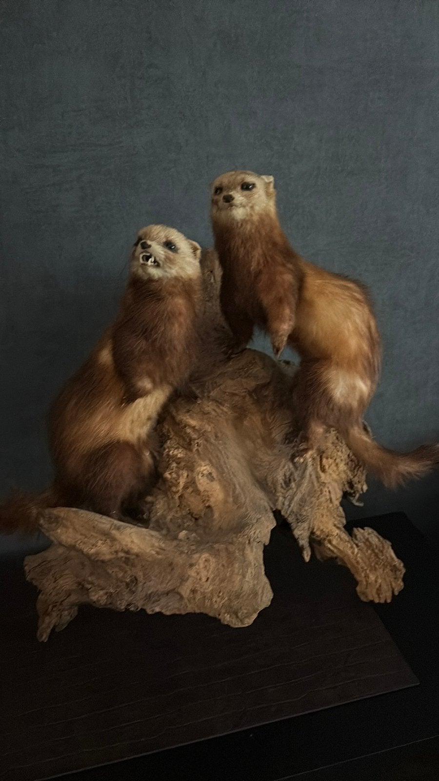 Opgezette dieren, Meerdere dieren