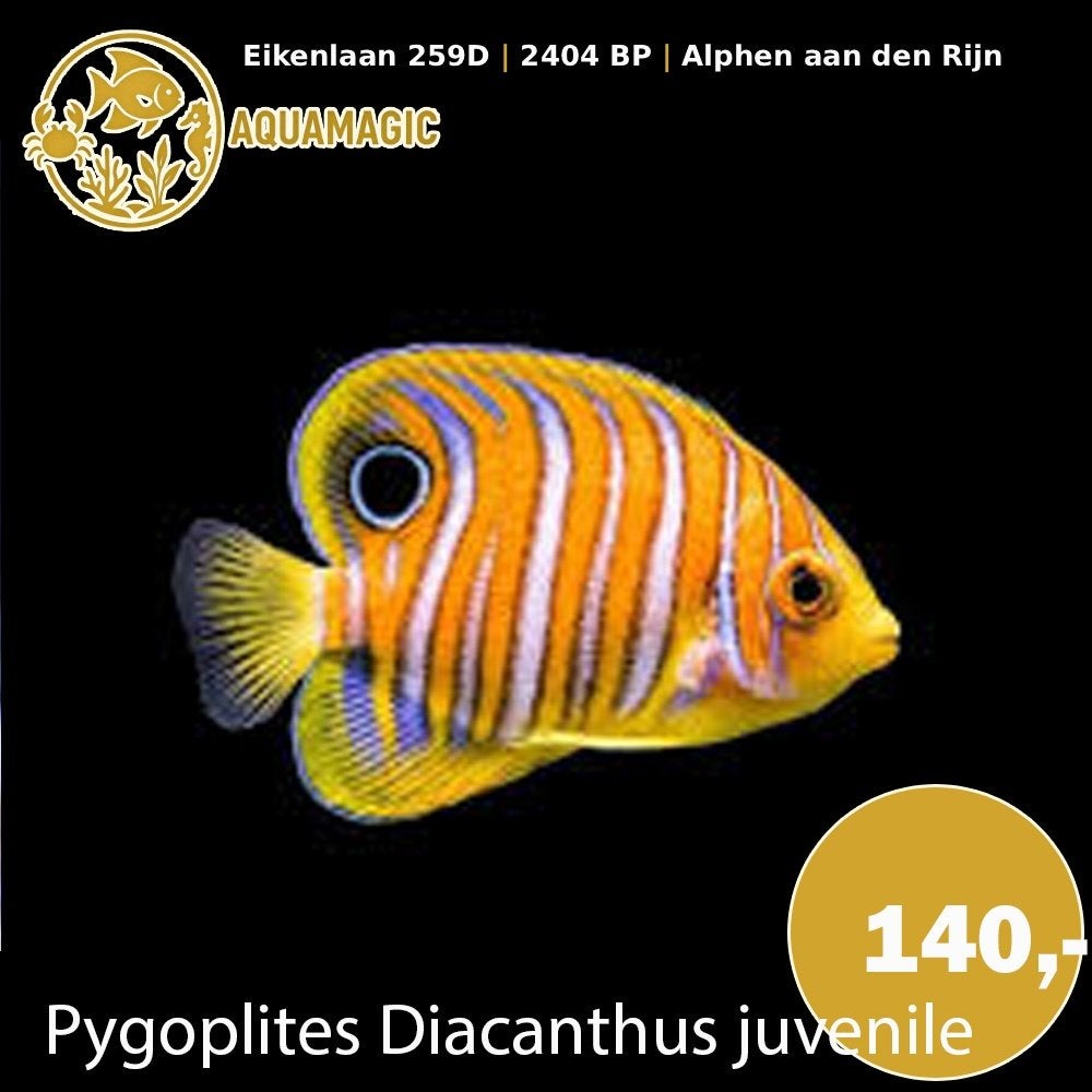 pygoplites diacanthus juv, Vis, Zoutwatervis