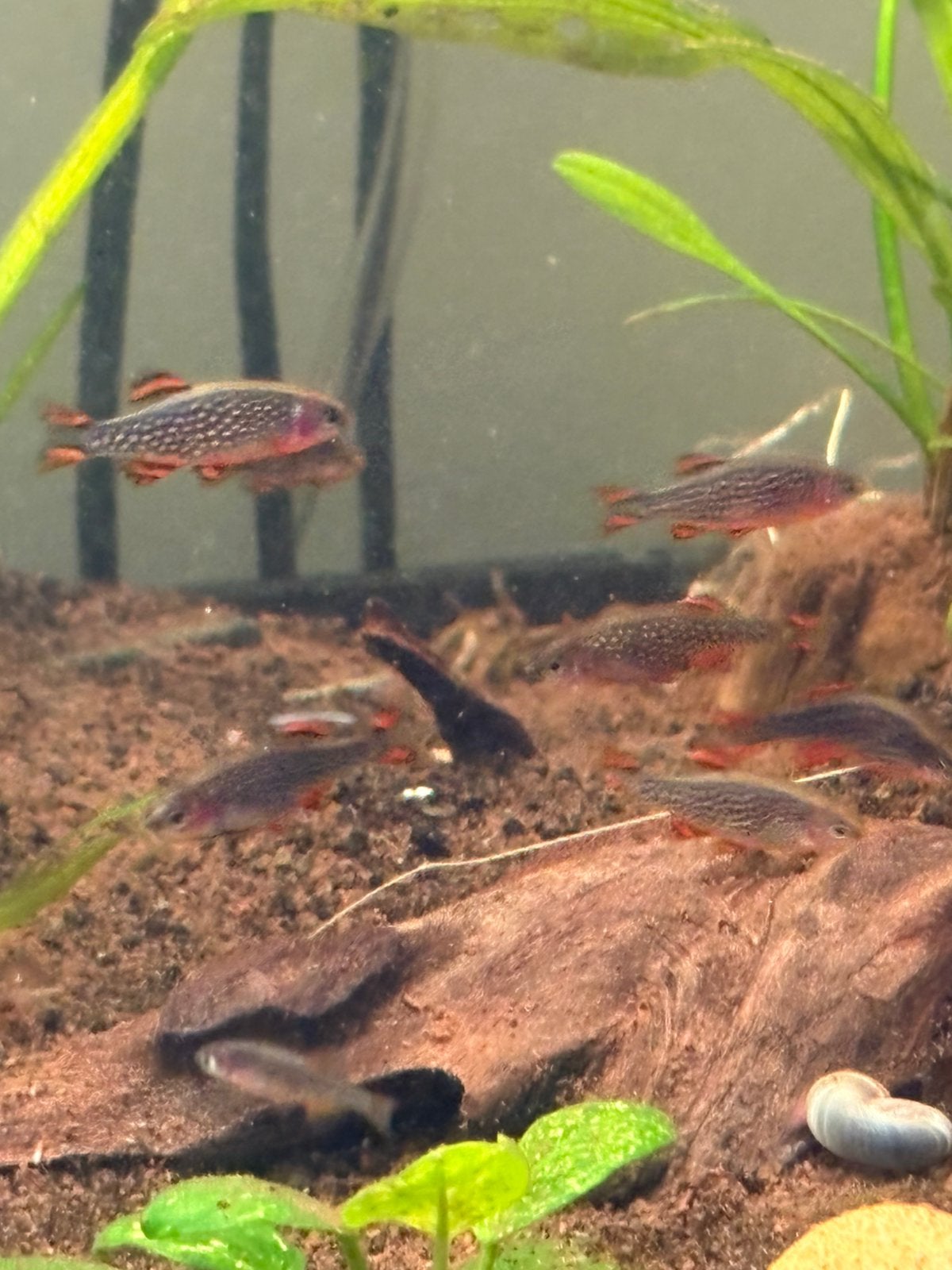 Rasbora Galaxy, Dieren en Toebehoren, Vis
