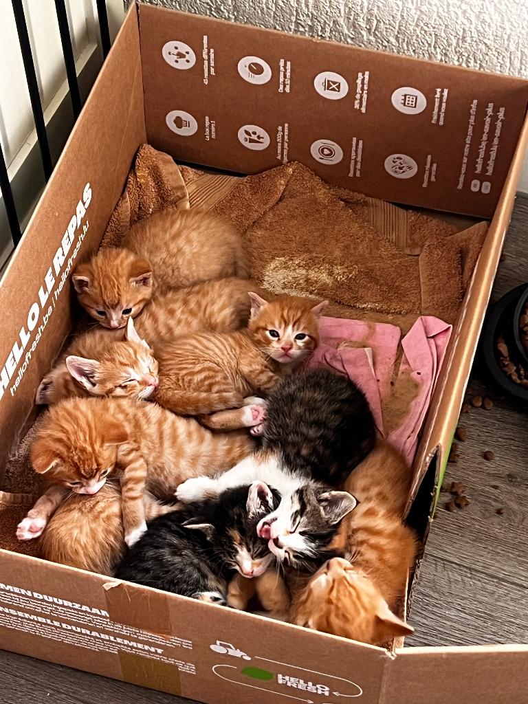 5 rode kittens te koop!, Meerdere dieren, Kortharig, 0 tot 2 jaar