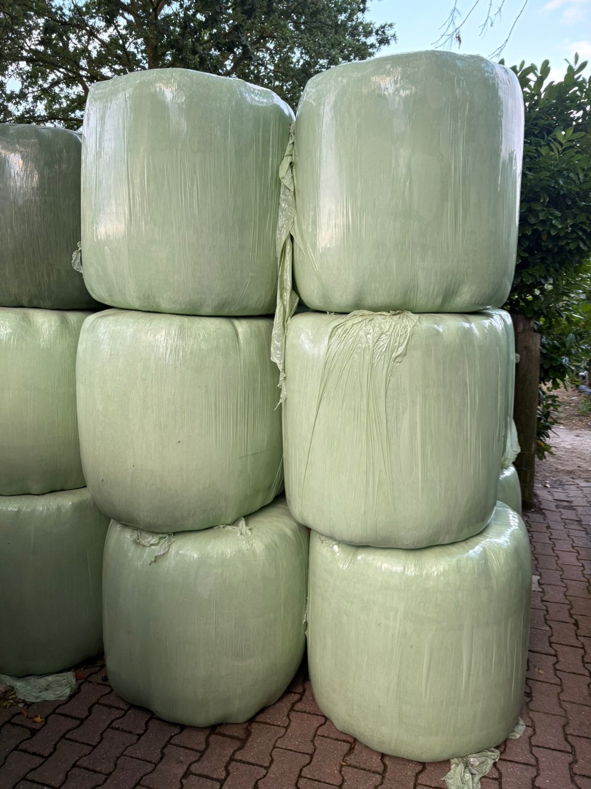 30 midi balen te koop, Dieren en Toebehoren, Ophalen, Vee