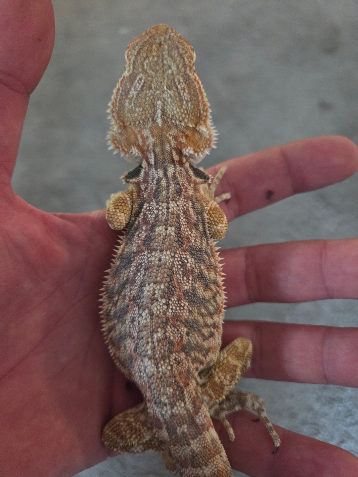 Baardagaam Pogona Vitticeps Orange Citrus Dunner Bearded Dragon photo 2