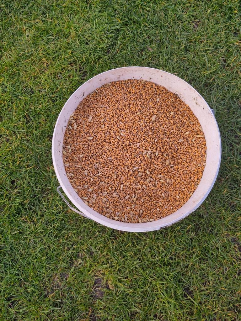 Tarwe, Dieren en Toebehoren, Dierenvoeding, Ophalen, Vee
