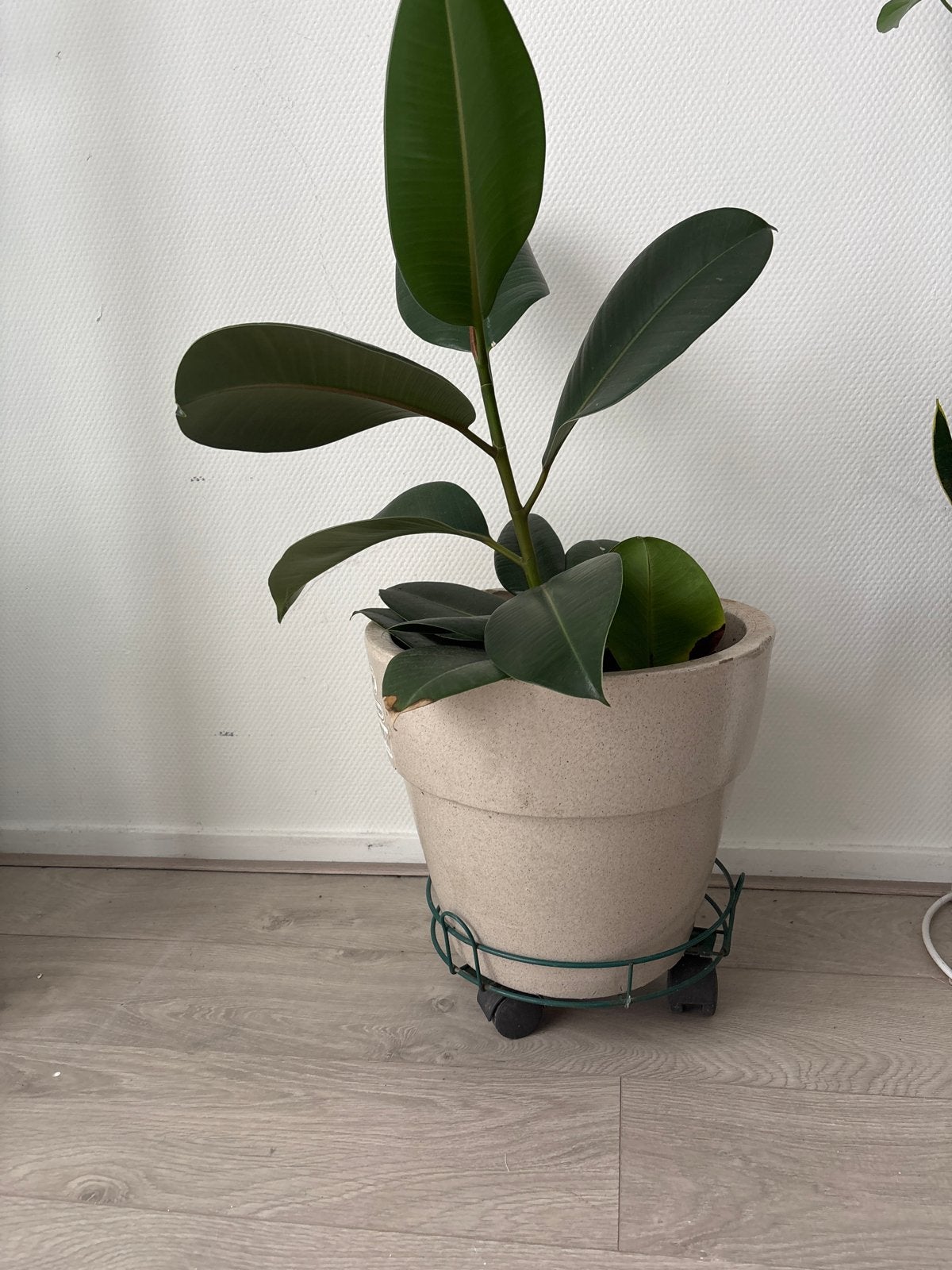 Mooie Ficus Elastica in pot, Ficus, 100 tot 150 cm, In pot, Groene kamerplant
