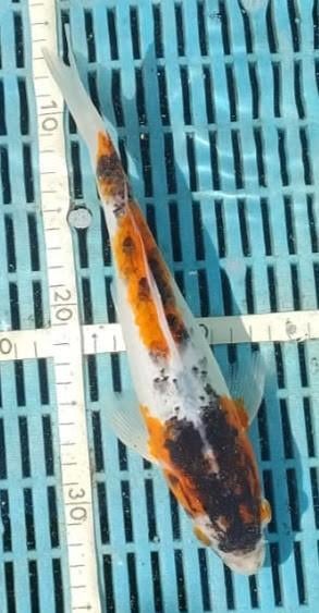 Koi 16 28cm, Dieren en Toebehoren, Vissen | Vijvervissen, Karper of Koi
