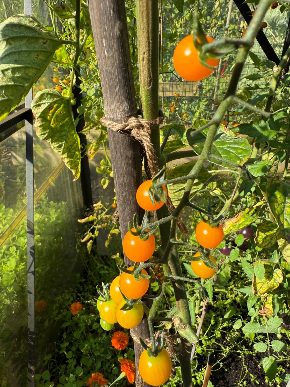 Kruisbestomaat zaden (Solanum spontaneum, Ophalen of Verzenden, Volle zon