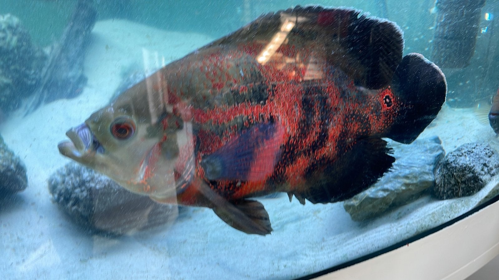 Oscar short body (Astronotus ocellatus), Vis
