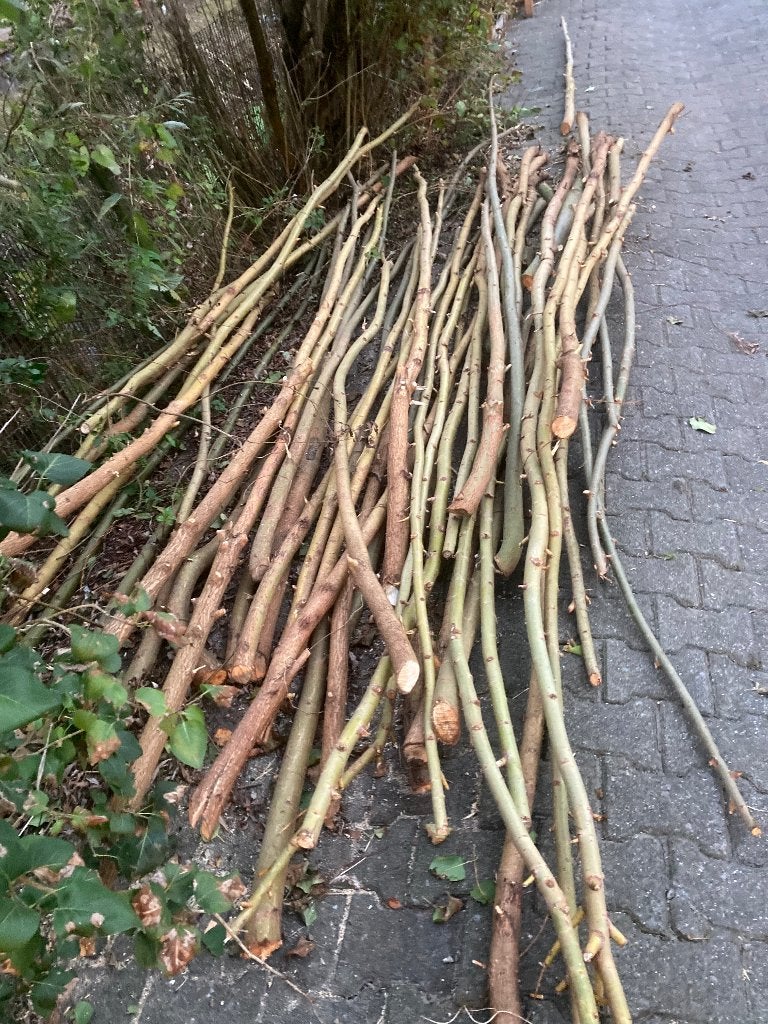 Gele/oranjen Knotwilgen poters een malig 45 stuks, Tuin en Terras, Overige soorten, 250 tot 400 cm, Zomer, Ophalen