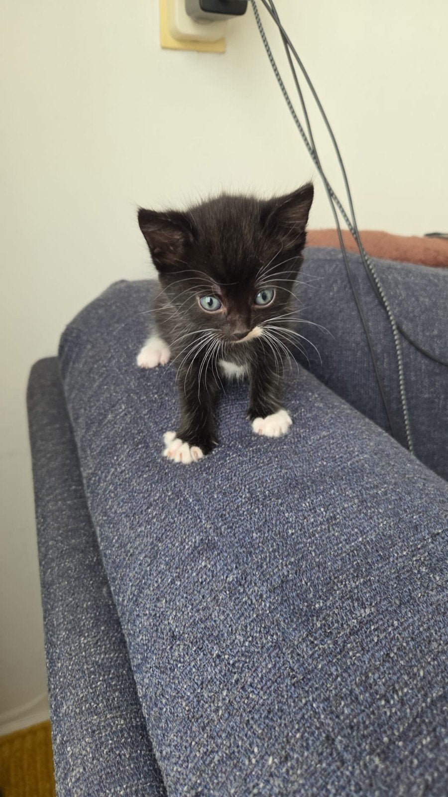 kittens