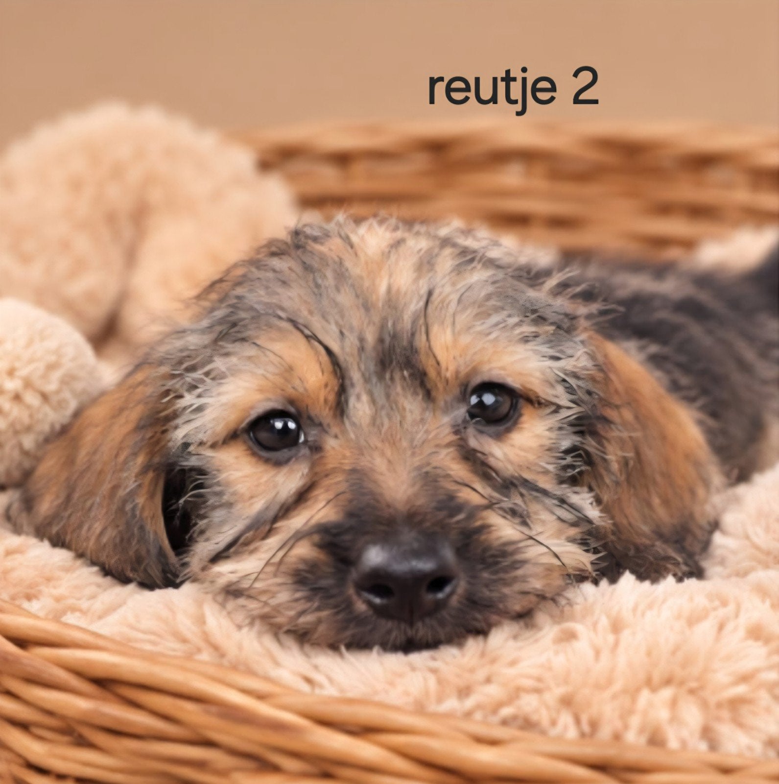 super mooie ruwhaar dwerg teckel (tekkel) pup, Reu, 8 tot 15 weken, Dwerg, CDV (hondenziekte)