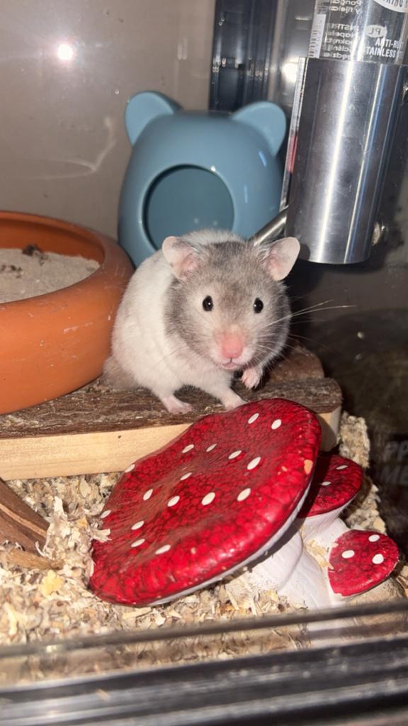 Hamster Koby, Hamster, April, Mannelijk, Tam
