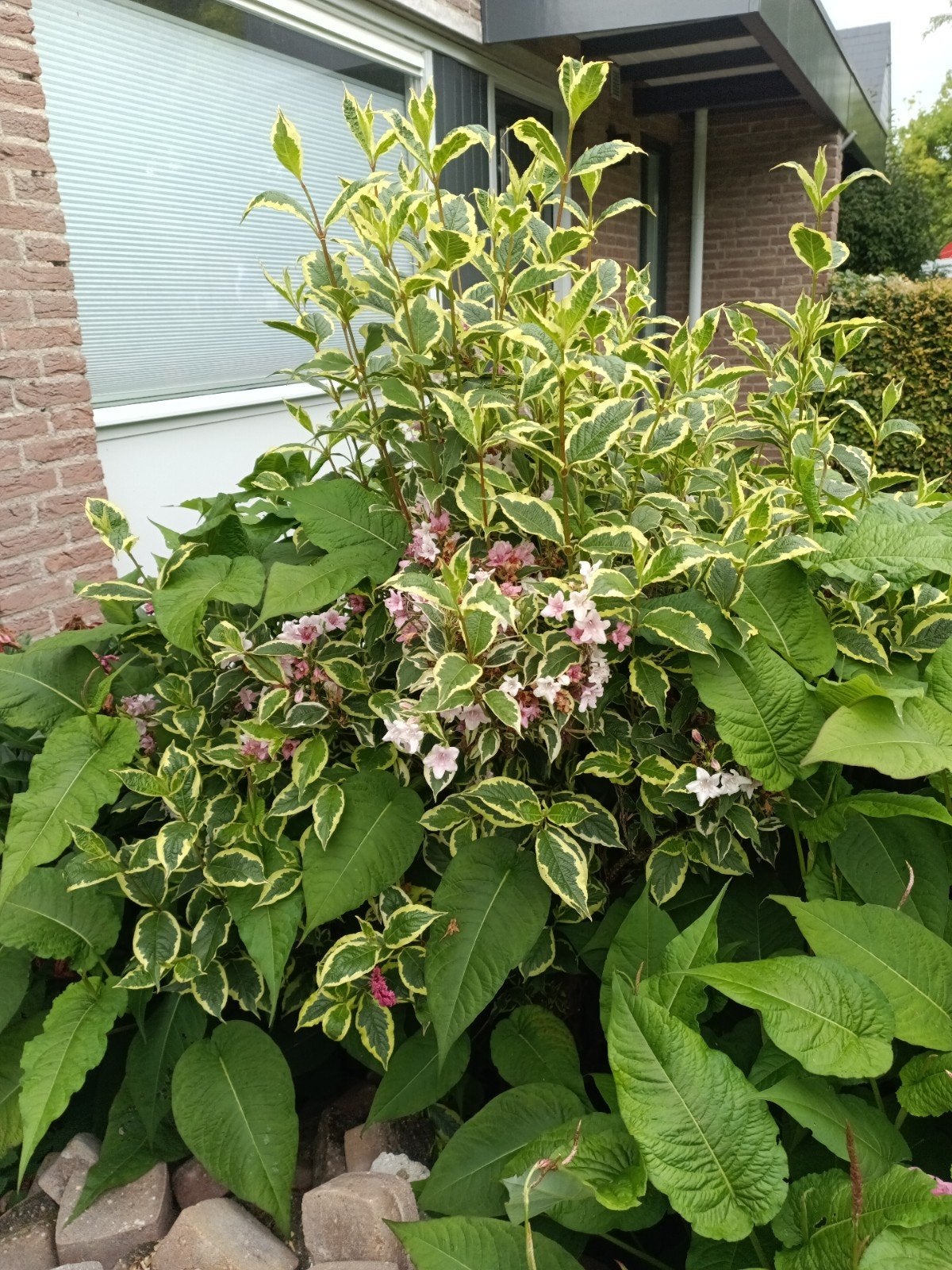 Glansmispel en Weigelia struik gratis af te halen, Ophalen