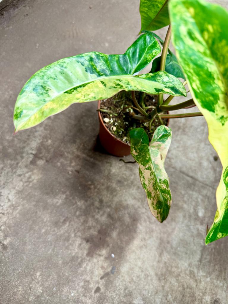 Philodendron Florida Beauty x Billietiae p12, Huis en Inrichting, Kamerplanten, Ophalen of Verzenden