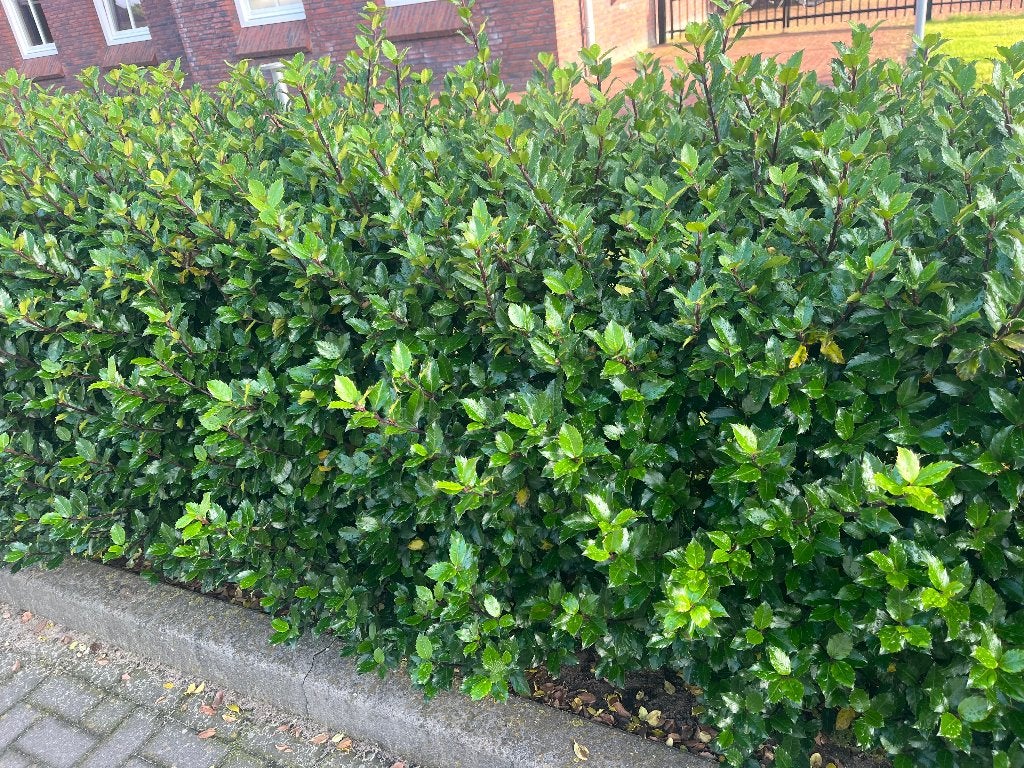 Ilex Meserveum Blue Maid - Prachtige Groenblijvende Hulst