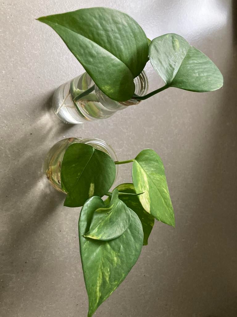 Epipremnum aureum stekjes te koop, Ophalen of Verzenden, Halfschaduw, Minder dan 100 cm