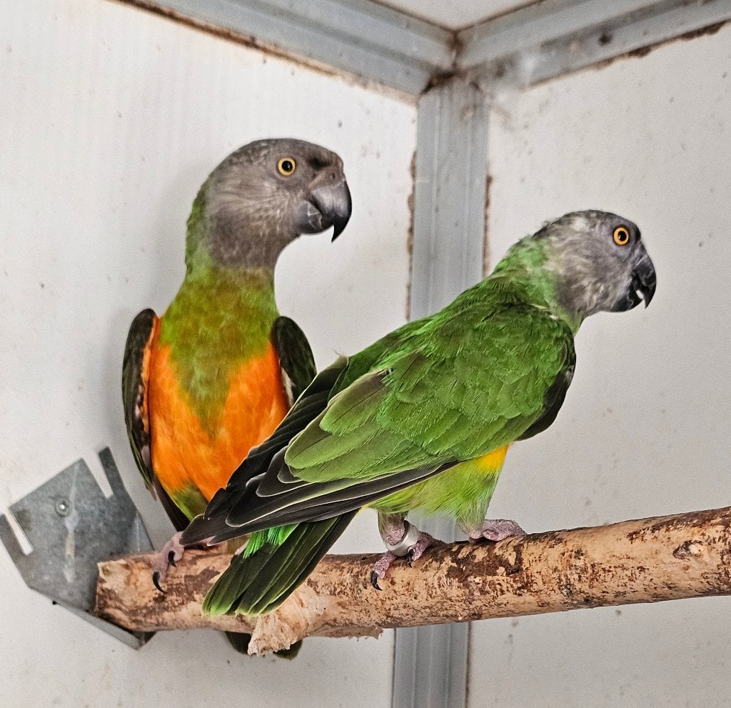 Koppel bonte boeren, Meerdere dieren, Papegaai, Geringd