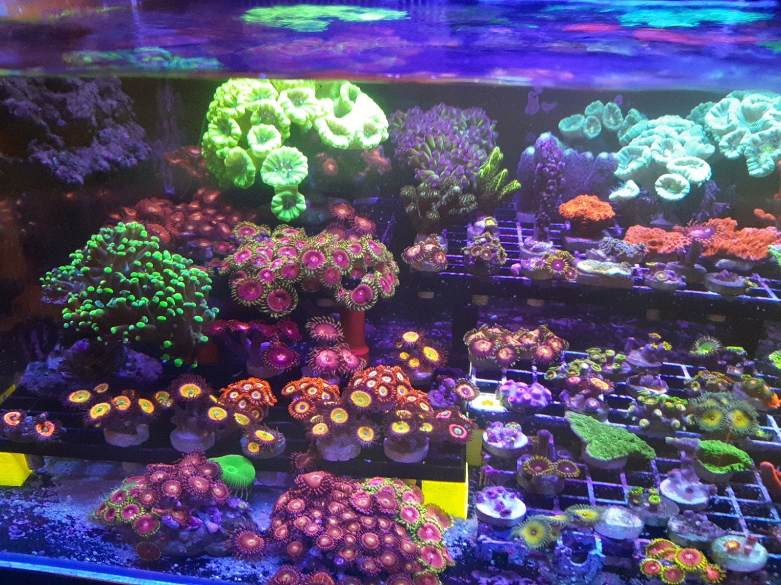Zoa koraal stekken voor het zeeaquarium., Overige typen