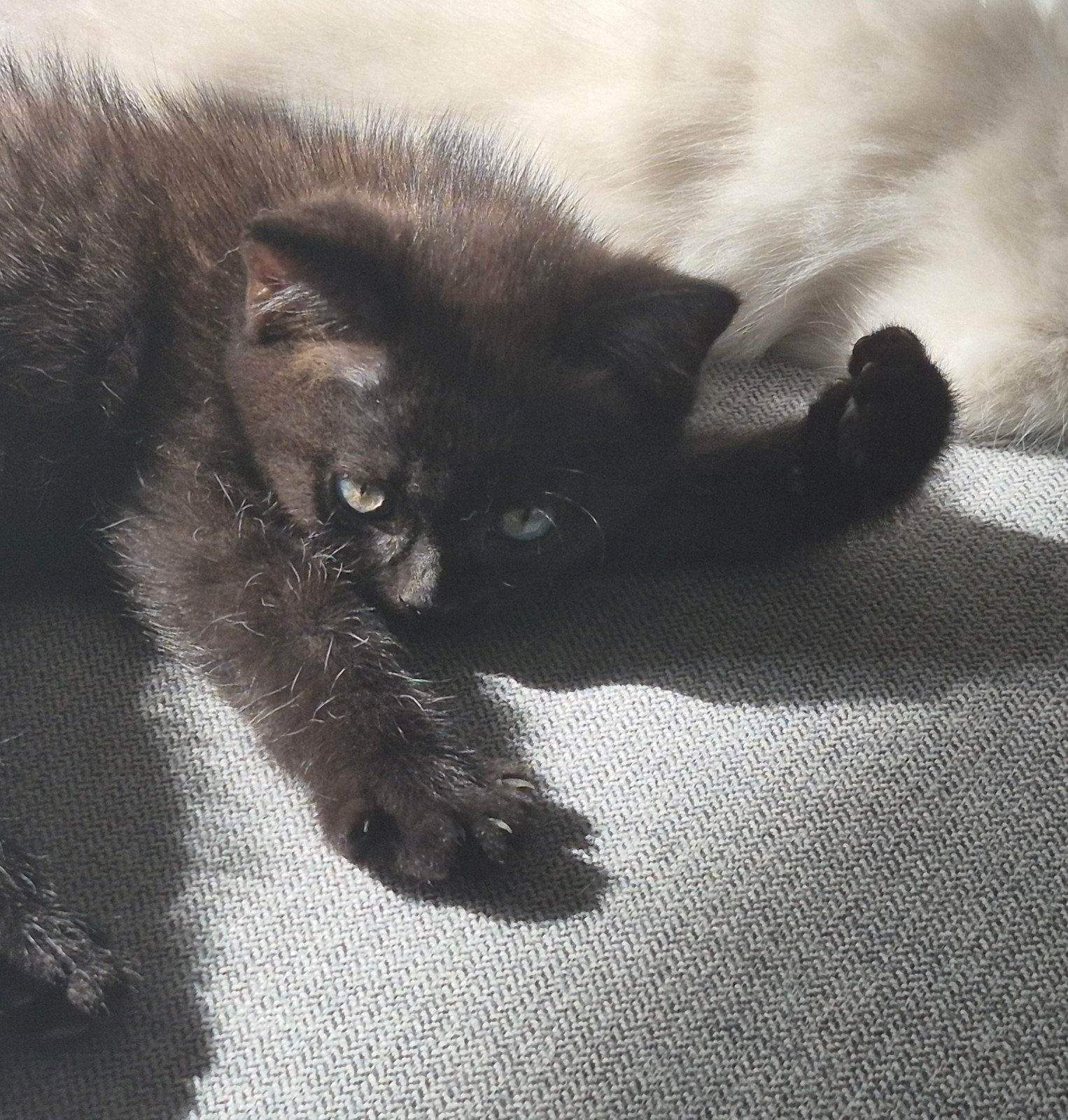 ragdoll x britsekorthaar kittens mogen het nest verlaten, Meerdere dieren, Ontwormd