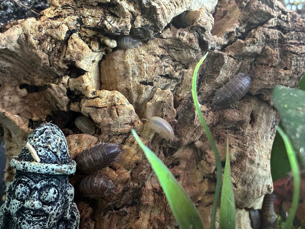 Porcellio Laevis mix Pissebedden/Isopods, Dieren en Toebehoren, Overige soorten