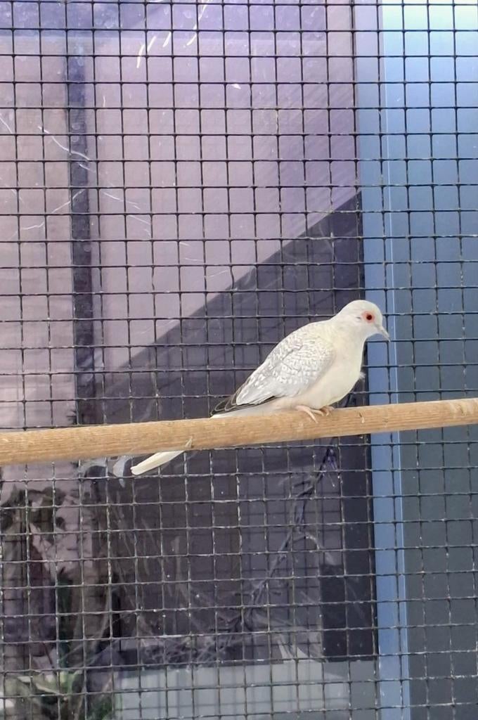 Diamant duifje GRATIS, Dieren en Toebehoren, Vogels | Duiven, Meerdere dieren, Overige soorten