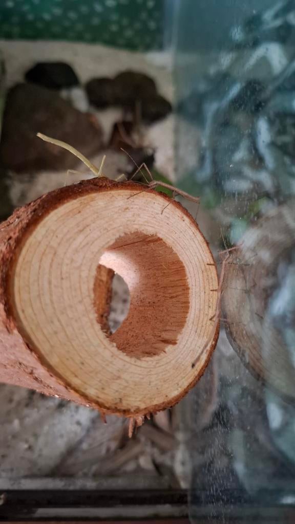 Wandelende takken te koop! €0,20 cent p.s.!, Wandelende tak