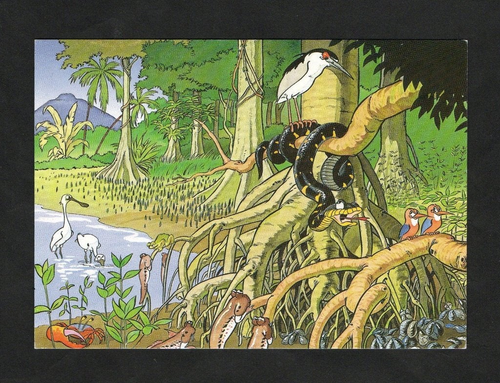 Het Mangrovemoeras Lepelaar Kreeft Reiger IJsvogel Slang., Ophalen of Verzenden, 1980 tot heden, Ongelopen, Wild dier