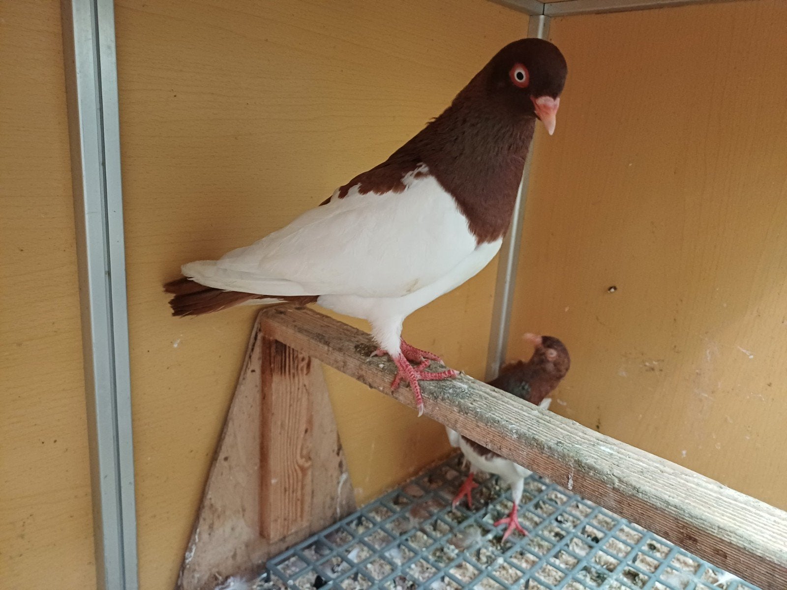 sierduiven Koppel, Dieren en Toebehoren, Vogels | Overige Vogels, Meerdere dieren
