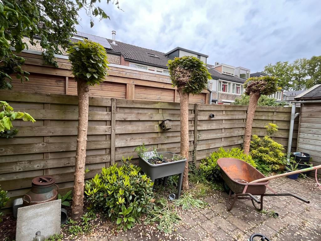 Gratis af te halen drie bol catalpa’s., Tuin en Terras, Ophalen, Volle zon, Overige soorten, 100 tot 250 cm