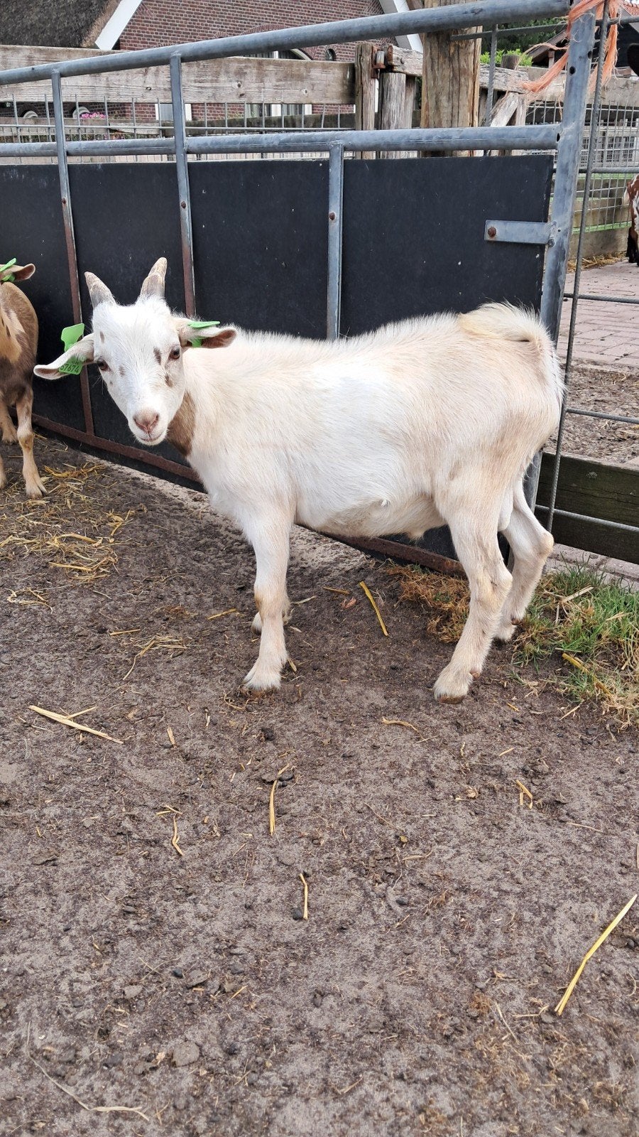 11 leuk gekleurde bokjes 🐐🩵, Mannelijk, Geit, 0 tot 2 jaar