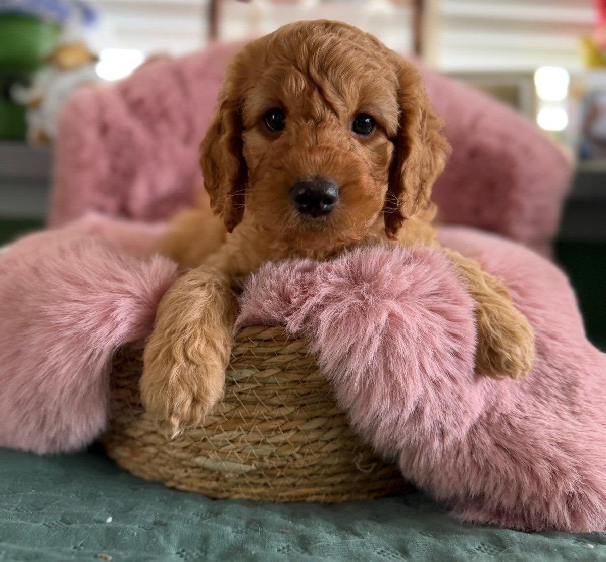 Australian labradoodle pup met stamboom, Dieren en Toebehoren, 8 tot 15 weken, Meerdere, Nederland, Fokker | Hobbymatig