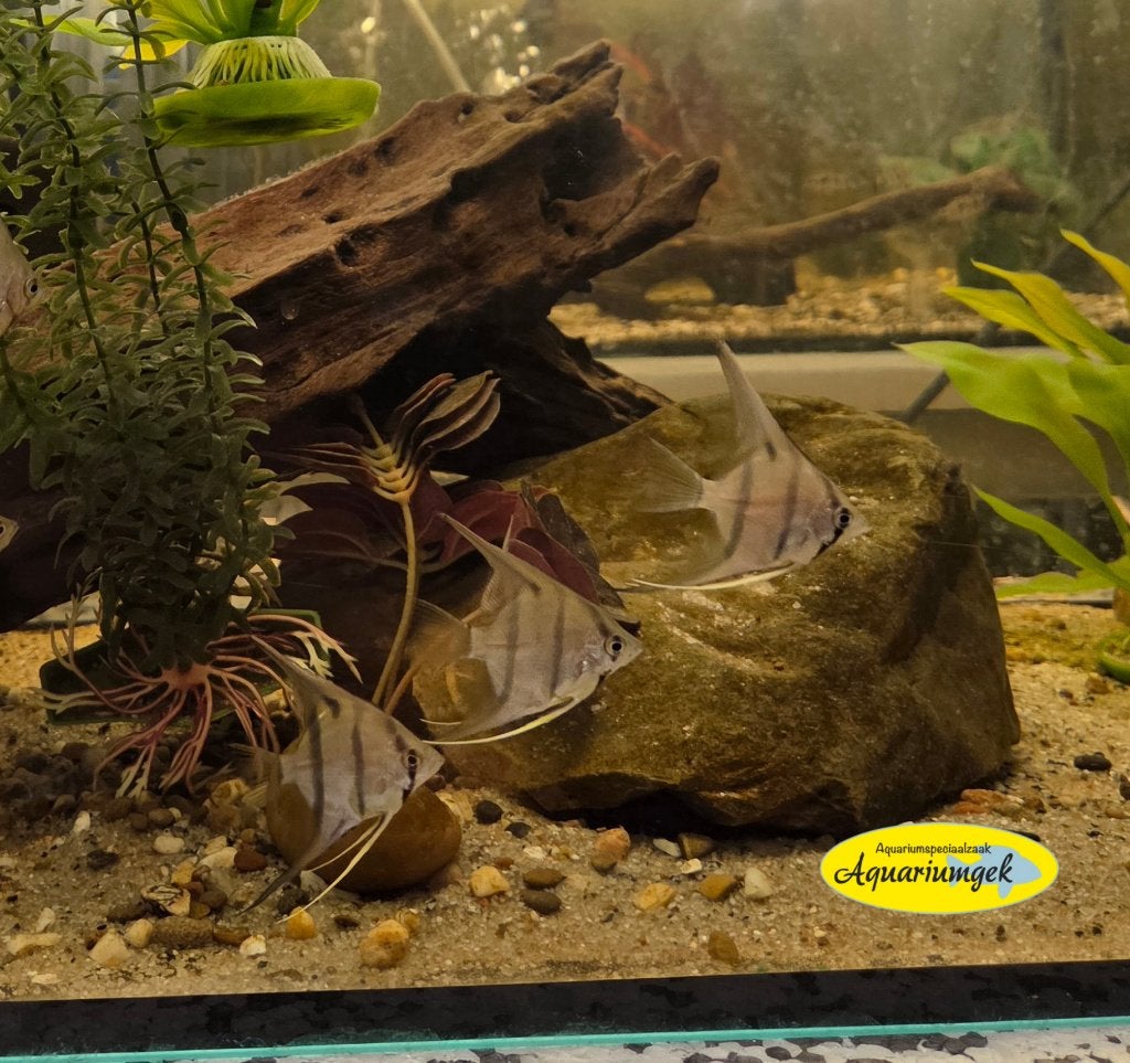 Pterophyllum Scalare Rio Nanay maanvis, Vis, Zoetwatervis