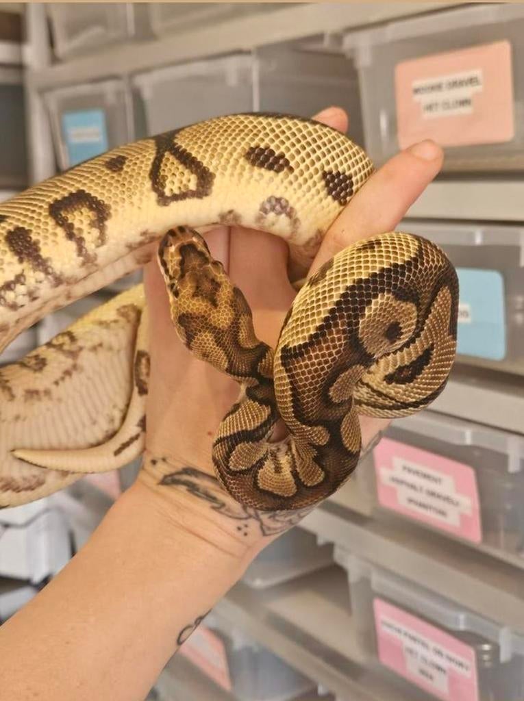 Koningspython- ballpython- python regius Ball Python - male for sale from MiSa