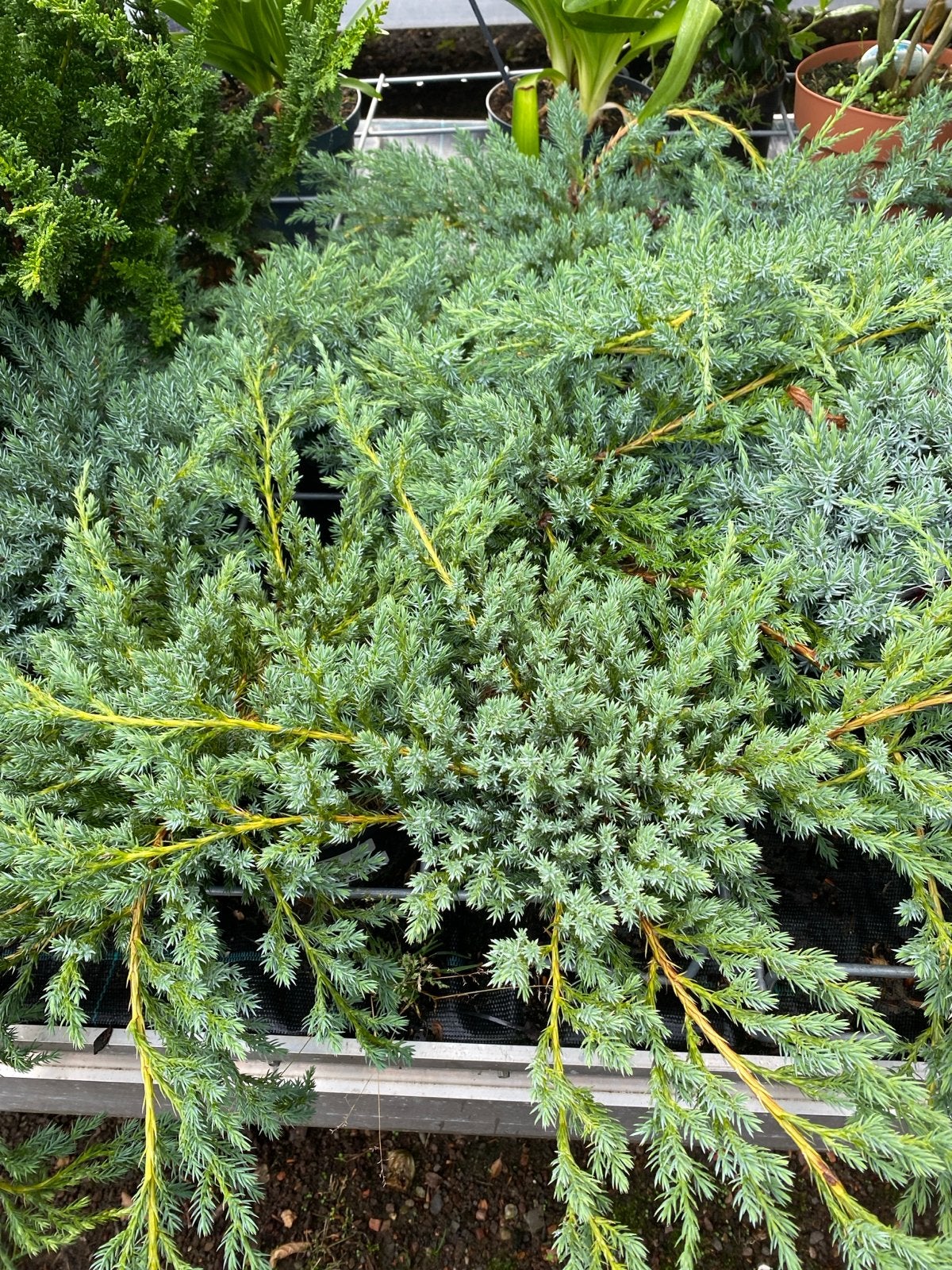 Juniperus 'Blue Carpet' - Bodembedekkende Jeneverbes, Ophalen, Bodembedekkers, Volle zon, Vaste plant