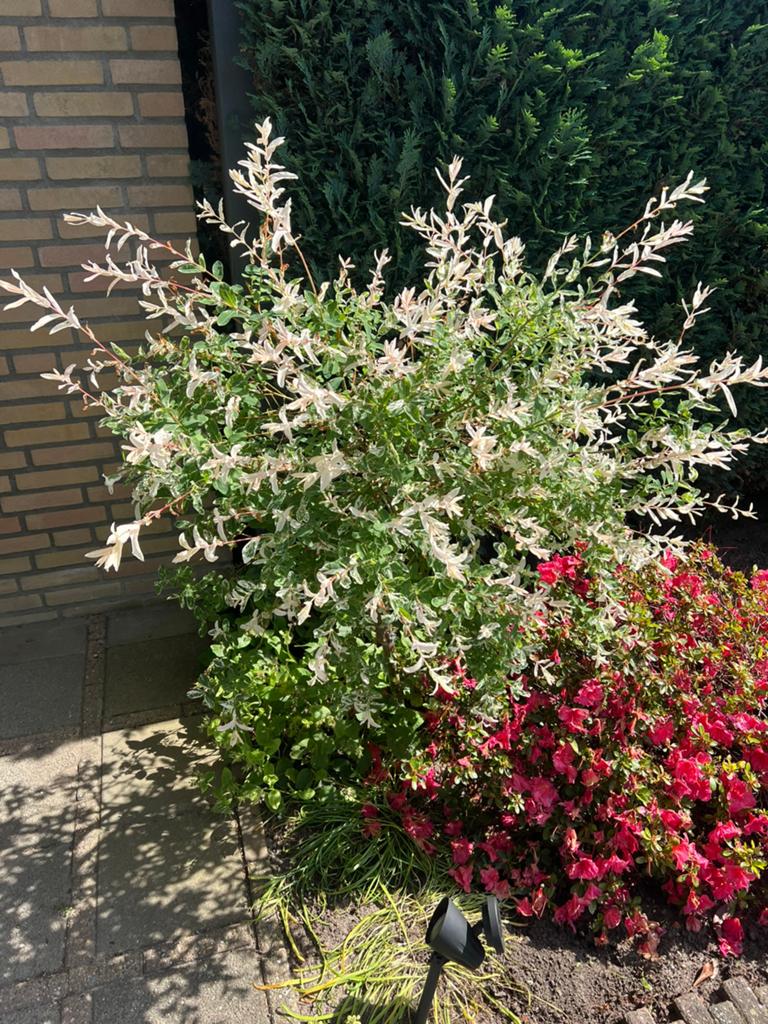 Bonte wilg / Flamingowilg (Salix Hakuro Nishiki), Tuin en Terras, Planten | Bomen, Ophalen, Halfschaduw, Overige soorten, 100 tot 250 cm