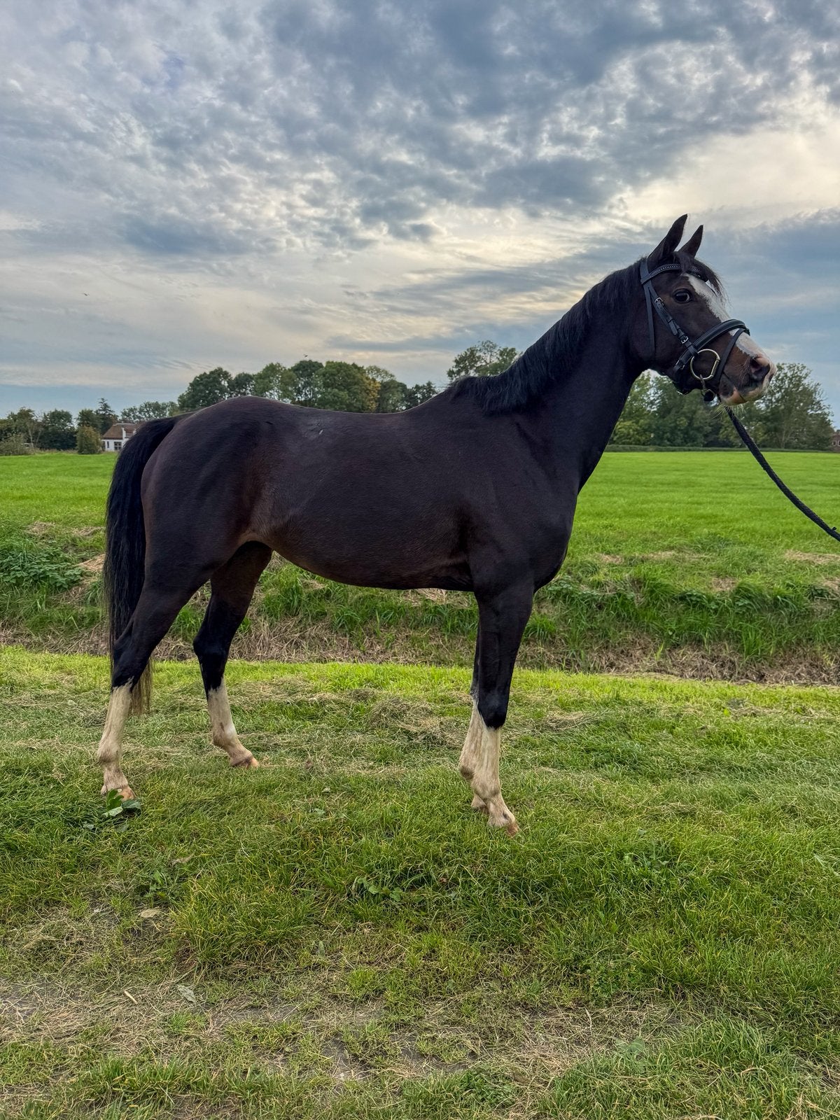 Lieve D welsh merrie, Merrie, Minder dan 160 cm, Met stamboom, Dressuurpaard