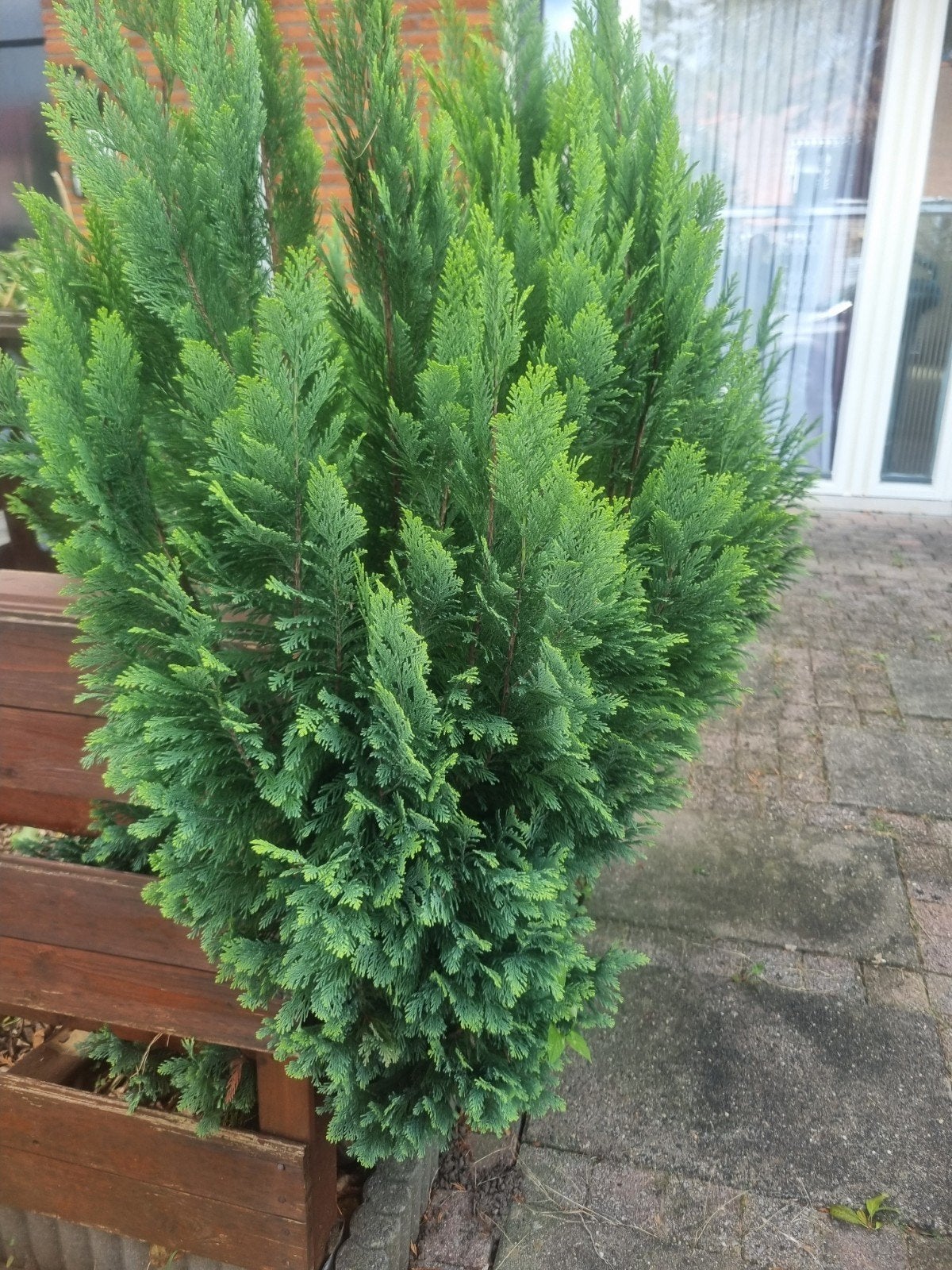 6 Groene Conifeer - Ideaal voor tuin of terras, Tuin en Terras, Ophalen