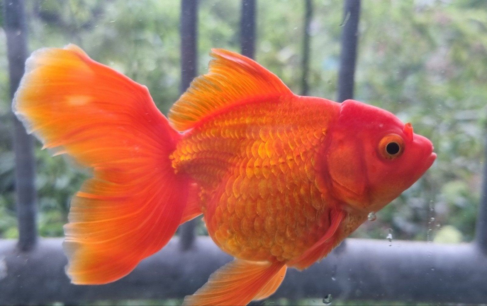 Oranda goudvis Rood Intensief, Dieren en Toebehoren, Vis, Zoetwatervis