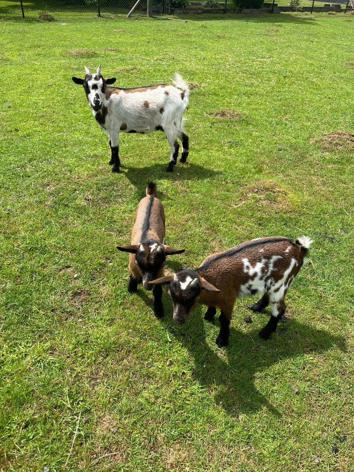 Te koop dwerggeit met 2 lammeren, Meerdere dieren, Geit, 0 tot 2 jaar